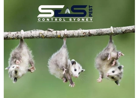 Possum Control Sydney - 1/6