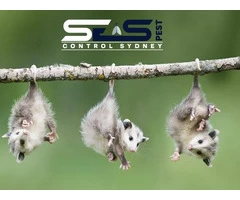 Possum Control Sydney