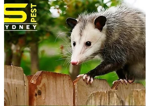 Possum Control Sydney - 3/6