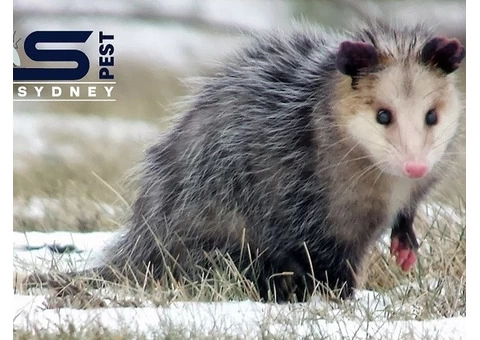 Possum Control Sydney - 6/6