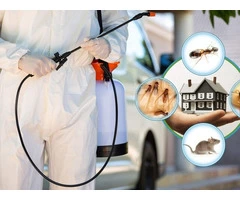 Pest Control Brighton