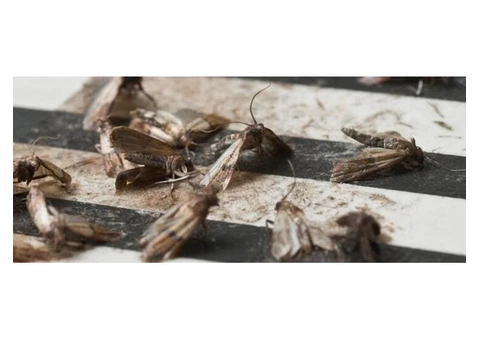 Pest Control Hobart - 3/5