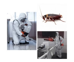 Cockroach Control Perth