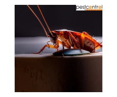 Cockroach Control Sydney