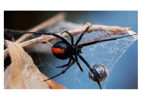 Spider Control Melbourne - 2/4