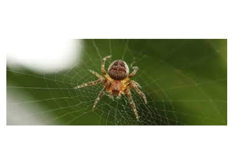 Spider Control Melbourne - 3/4