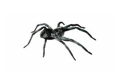 Spider Control Melbourne - 4/4