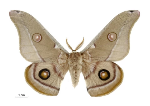 Moth Treatment Perth - 1/6