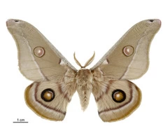 Moth Treatment Perth