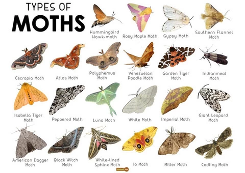 Moth Treatment Perth - 2/6