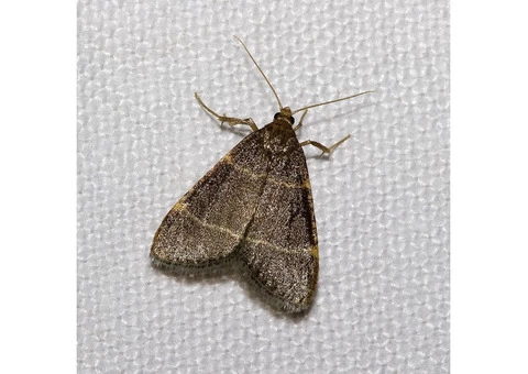 Moth Treatment Perth - 3/6