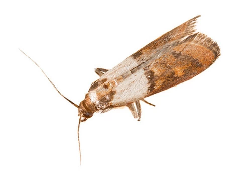 Moth Treatment Perth - 4/6