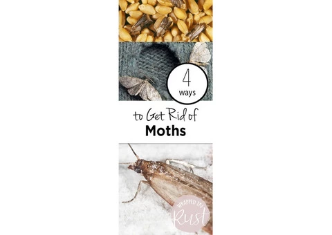 Moth Treatment Perth - 5/6