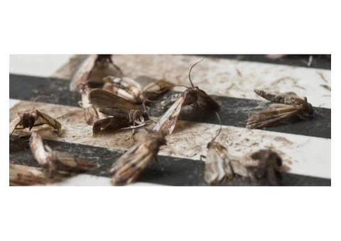 Moth Treatment Perth - 6/6
