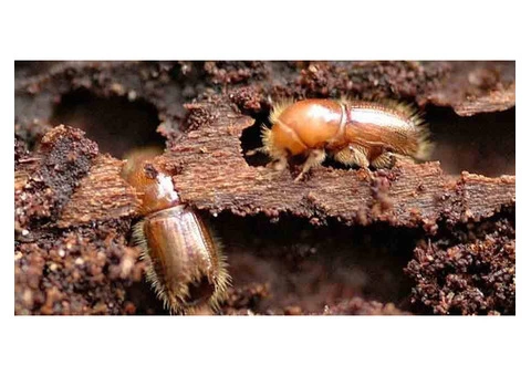 Borer Control Perth - 2/5