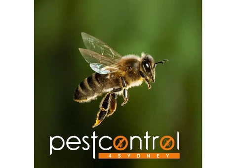 Bee Removal Sydney - 1/6