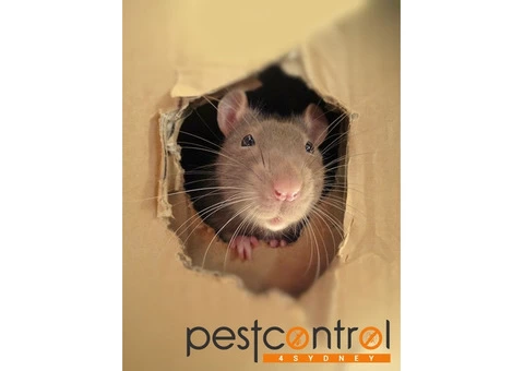 Mouse Removal Sydney - 1/4