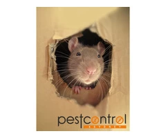 Mouse Removal Sydney