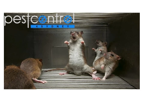 Mouse Removal Sydney - 2/4