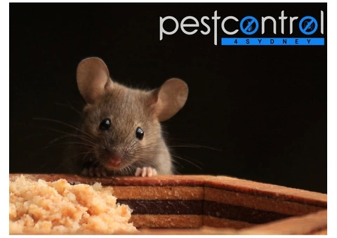 Mouse Removal Sydney - 3/4
