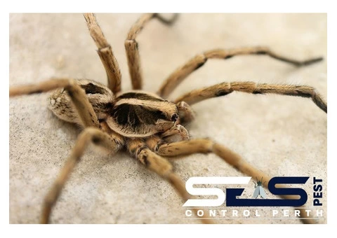 Pest Control Perth - 4/6