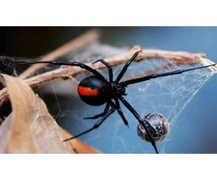 Be Pest Free Spider Control Adelaide