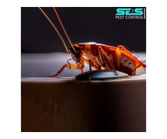 Pest Control Ivanhoe