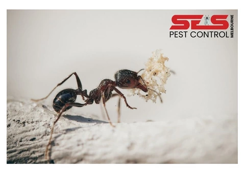 Pest Control Ivanhoe - 2/5