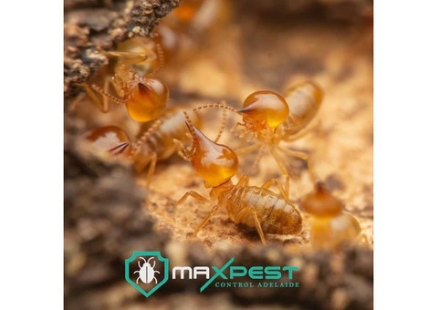 Termite Treatment Adelaide - 1/7