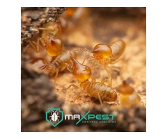 Termite Treatment Adelaide