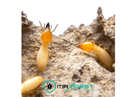 Termite Treatment Adelaide - 2/7