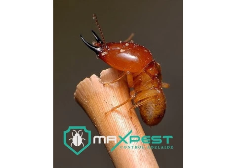 Termite Treatment Adelaide - 6/7
