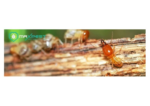 Termite Treatment Adelaide - 7/7