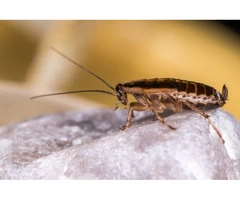 Disgusted By Cockroaches Creeping And Crawling In Your House?
