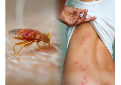 Bedbugs Control Brisbane - 1/4