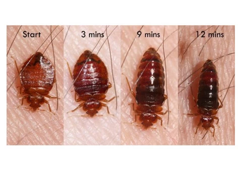 Bedbugs Control Brisbane - 4/4