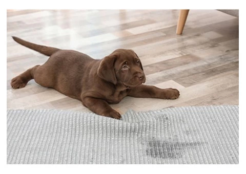 Pet Stain Remover | Your One Stop Pet Urine Remover Solution | 1800961338