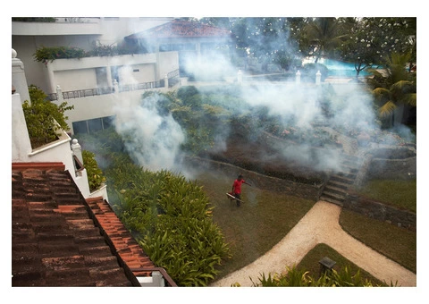 Mosquito Extermination Sydney - 2/4