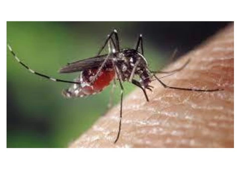 Mosquito Extermination Sydney - 3/4