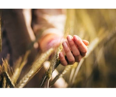 Will seed cleansing keep Fusarium at bay?