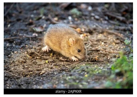 Mouse Treatment Canberra - 1/5