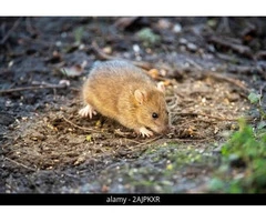 Mouse Treatment Canberra
