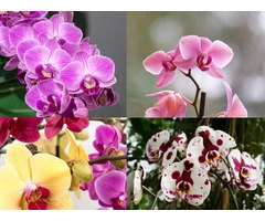 Buy fresh flowers from Sydney florists! Susan Avery