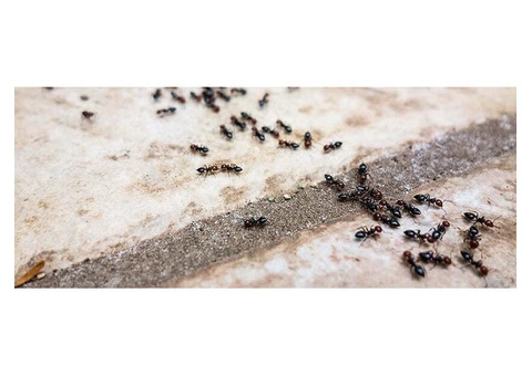 Hire The Best Ant Control Services Across Melbourne