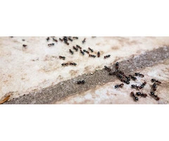 Hire The Best Ant Control Services Across Melbourne