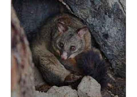 Get Rid of Possums | possumpiper.com.au