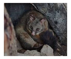 Get Rid of Possums | possumpiper.com.au