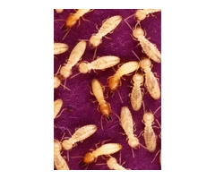 Termite Inspection Perth