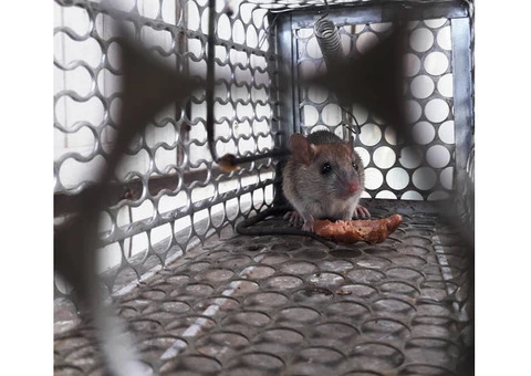 Rodent Removal - 3/5