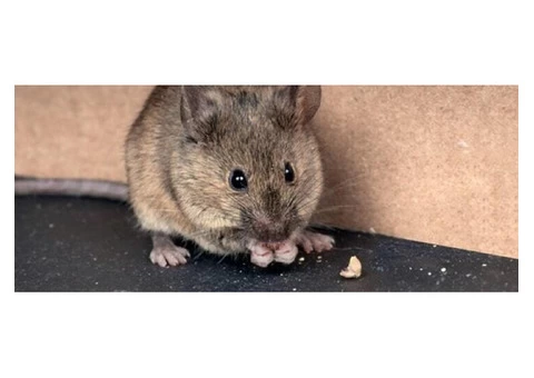 Rodent Removal - 5/5